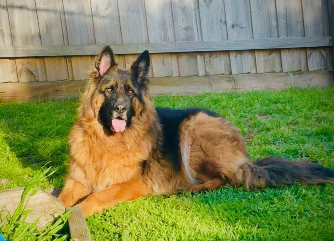 Kushie
