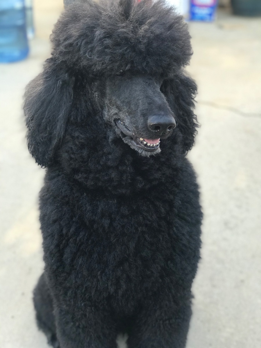  Valentino