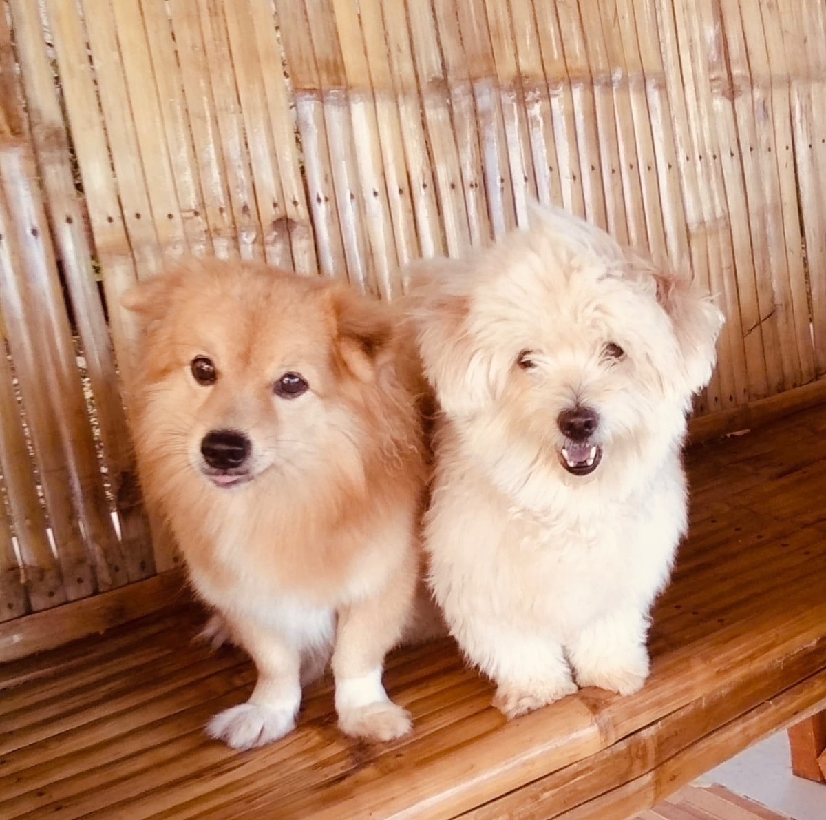 Jinji (Dindi) and Yukio
