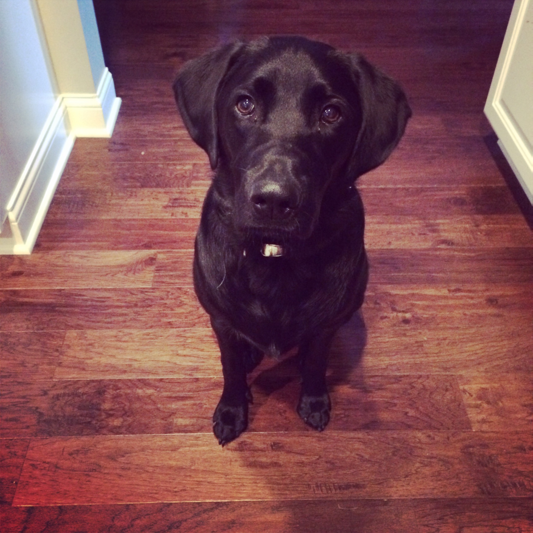 Blitzen