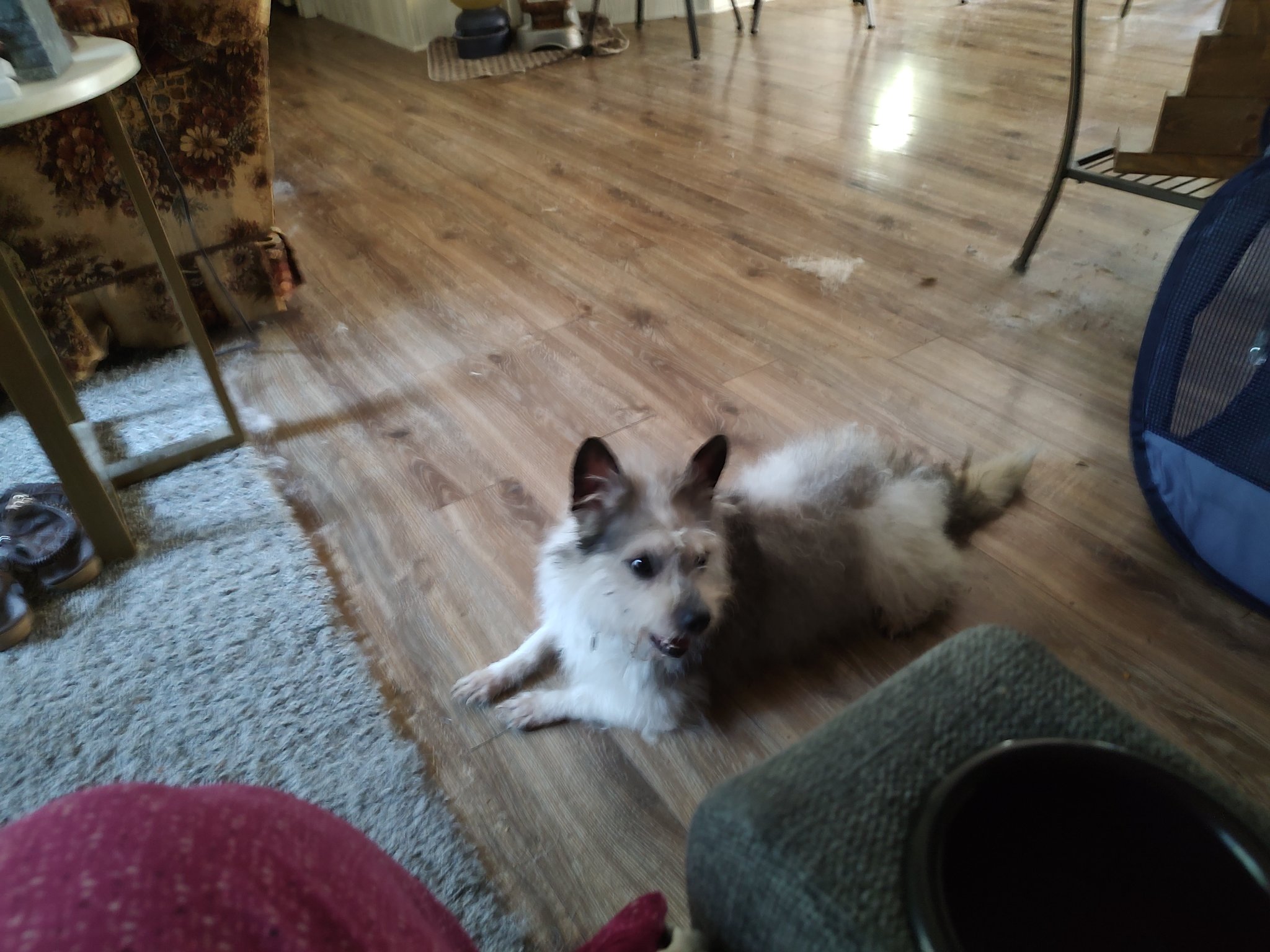 Sparky 