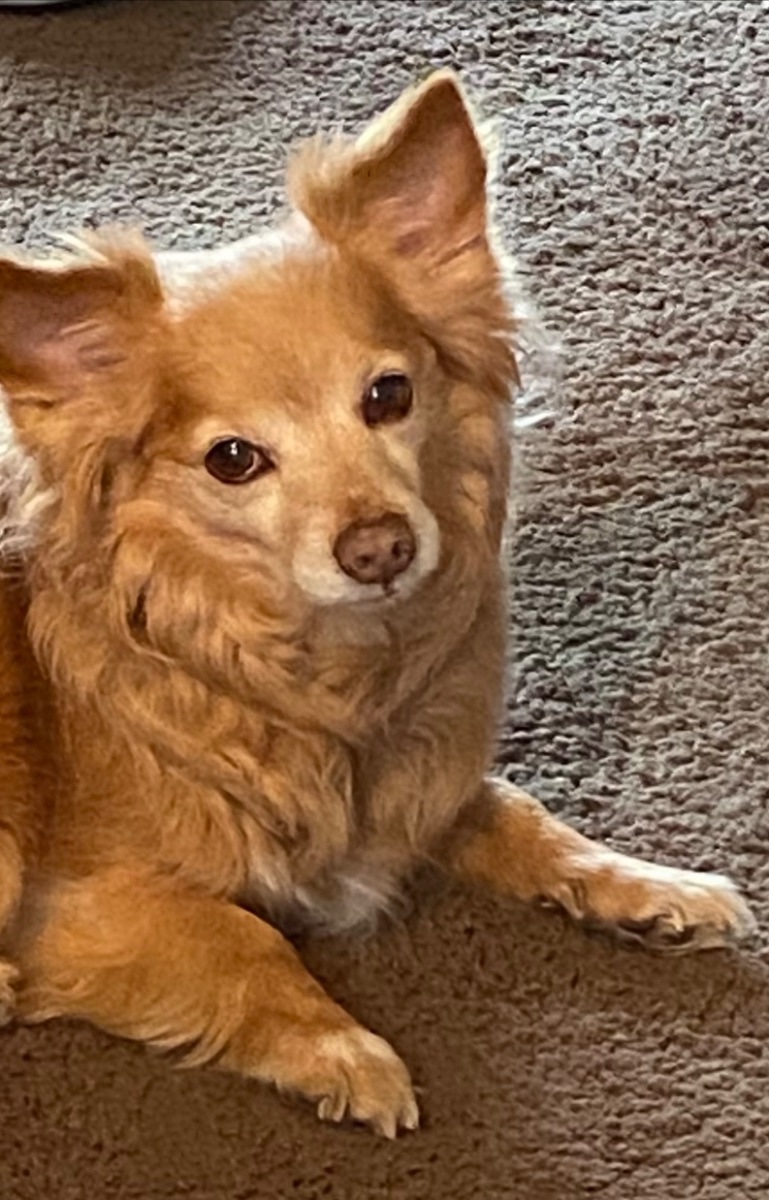 Ginger