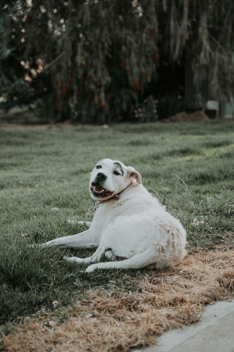 Bella