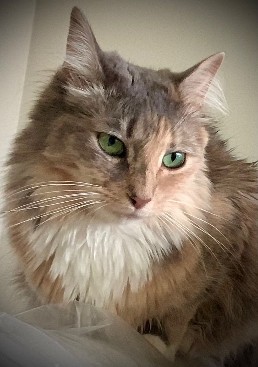 Angel
