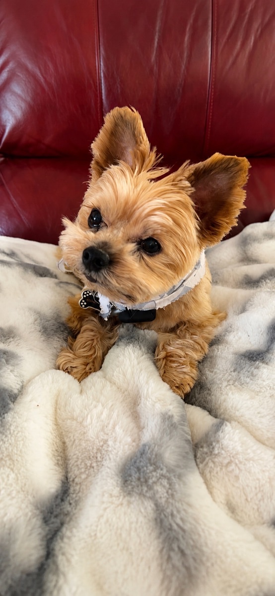 Gizmo