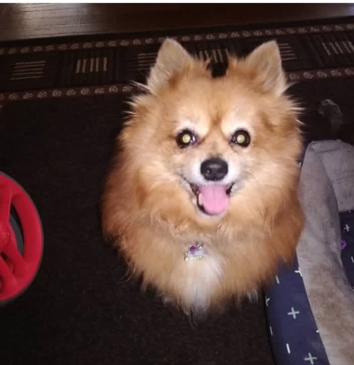 Pippa
