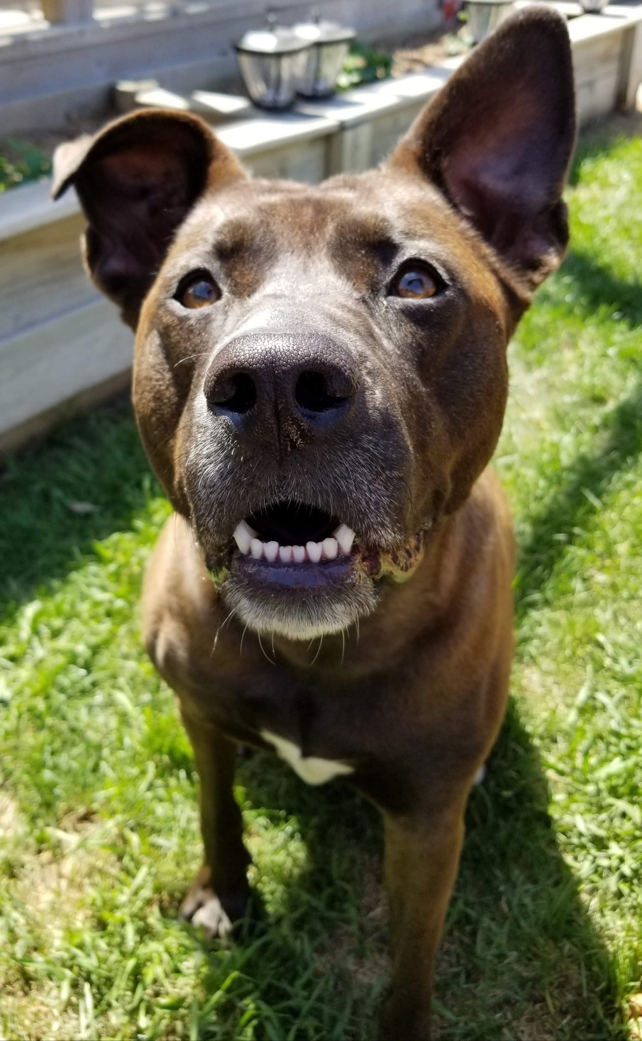 Bella