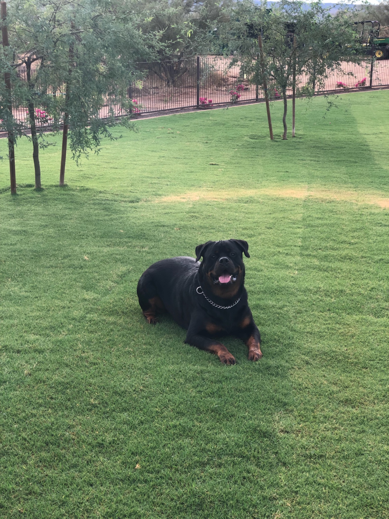 Gunner