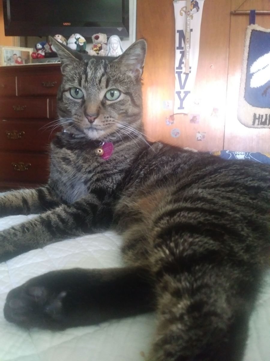 Taz