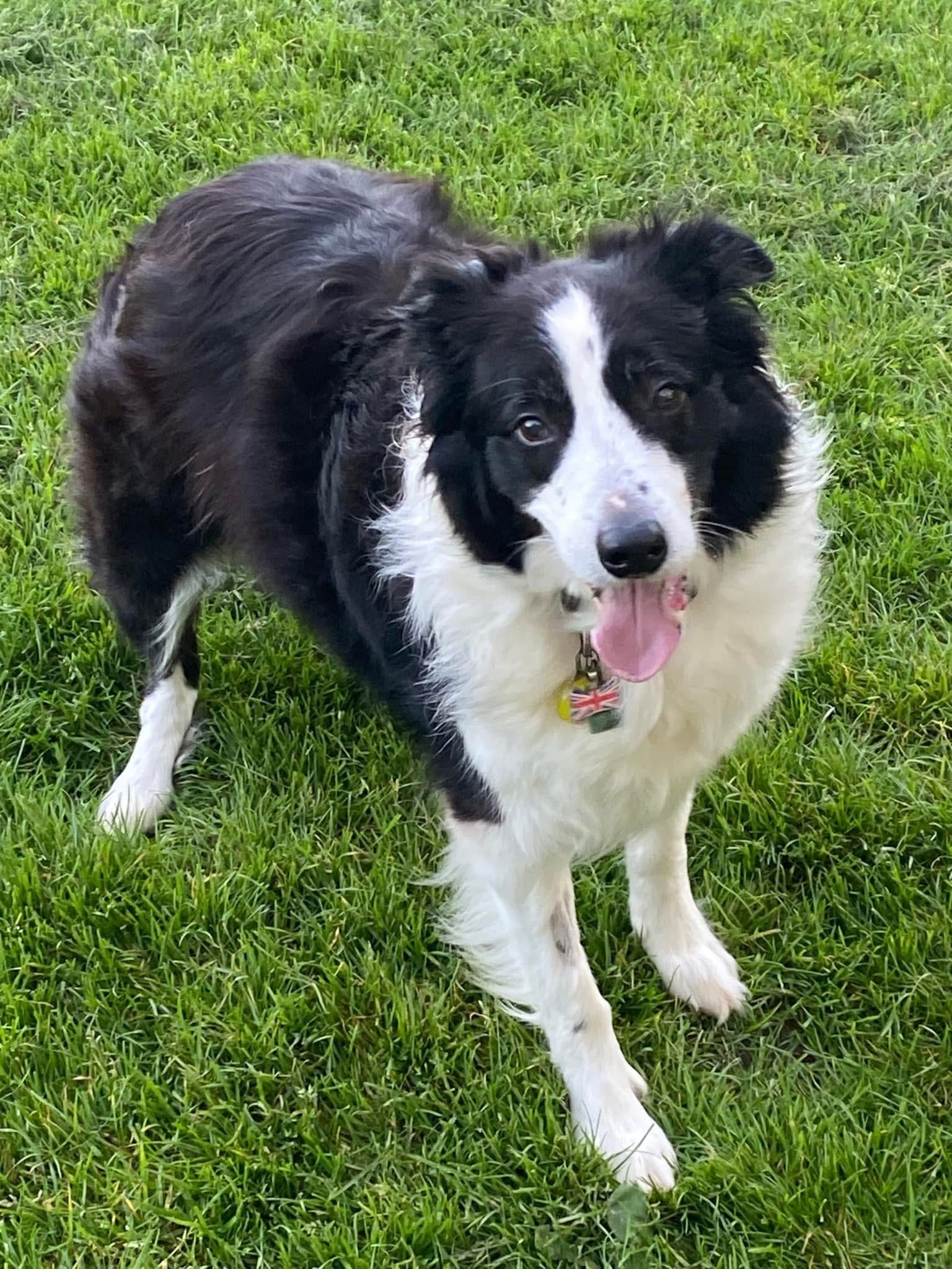 Merlin