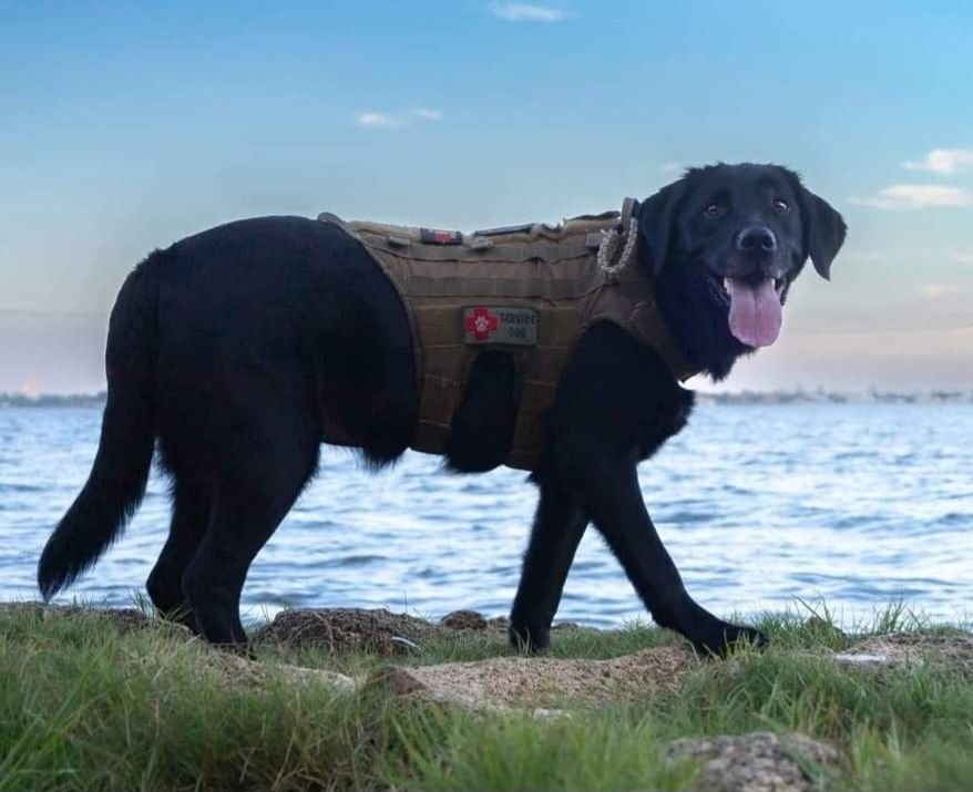 Cali Bear