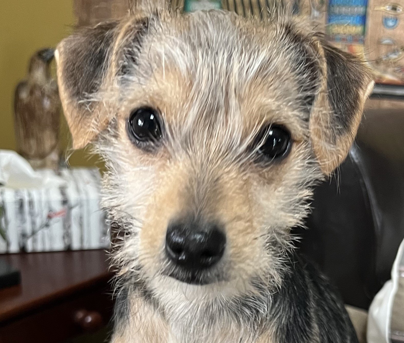 Alfie
