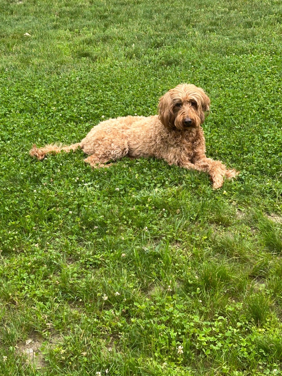 Abby