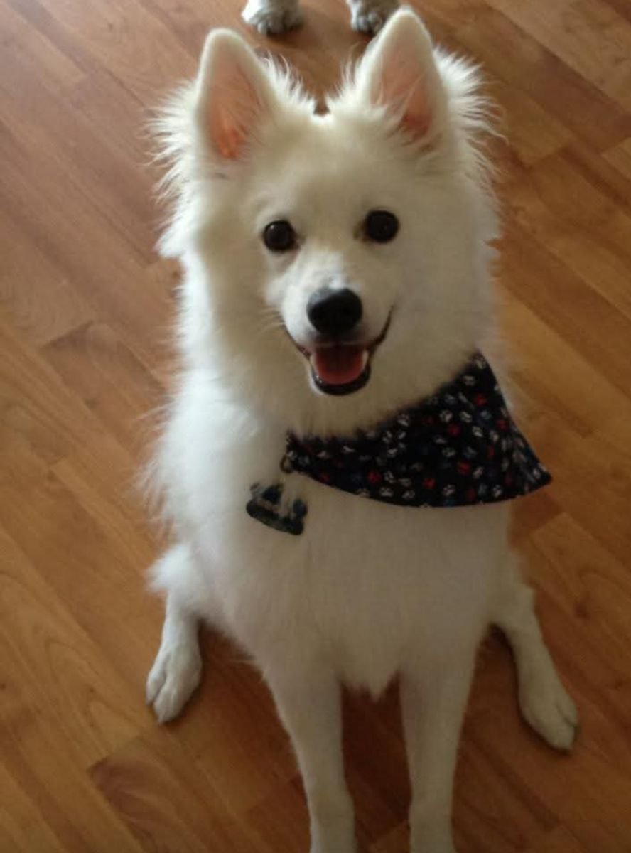 Brody
