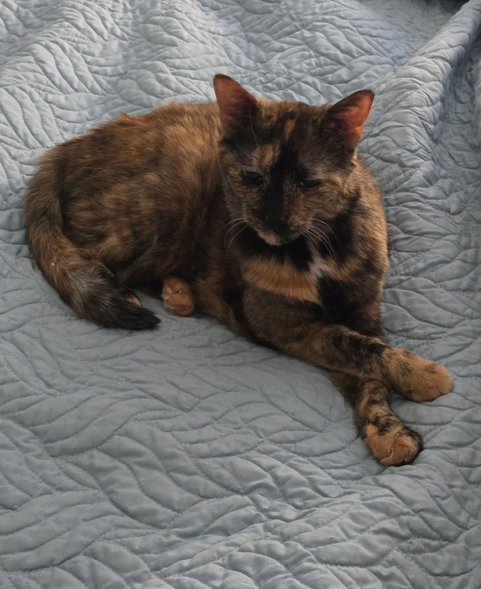 Cleo